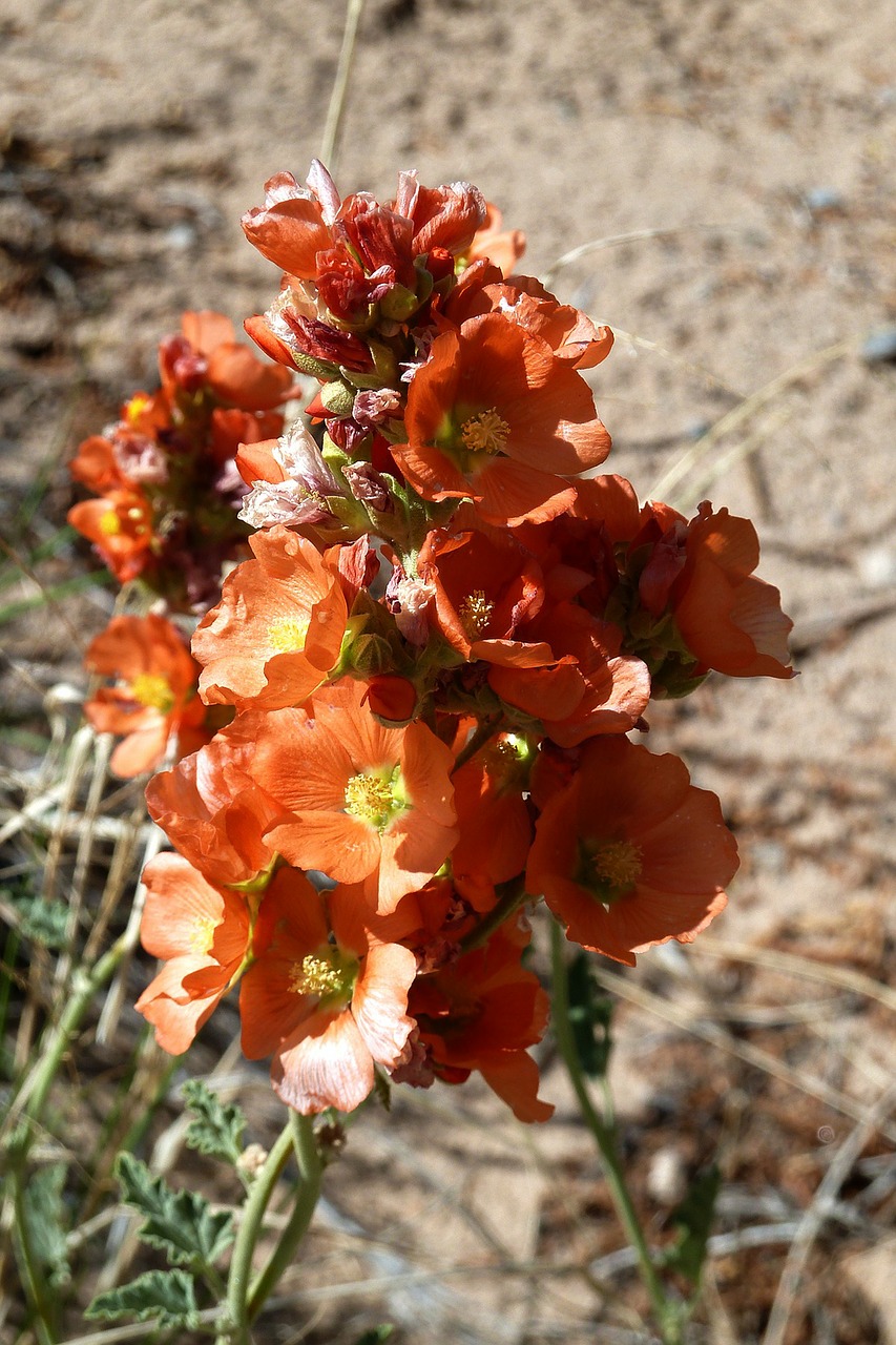 desert suculent flowers free photo