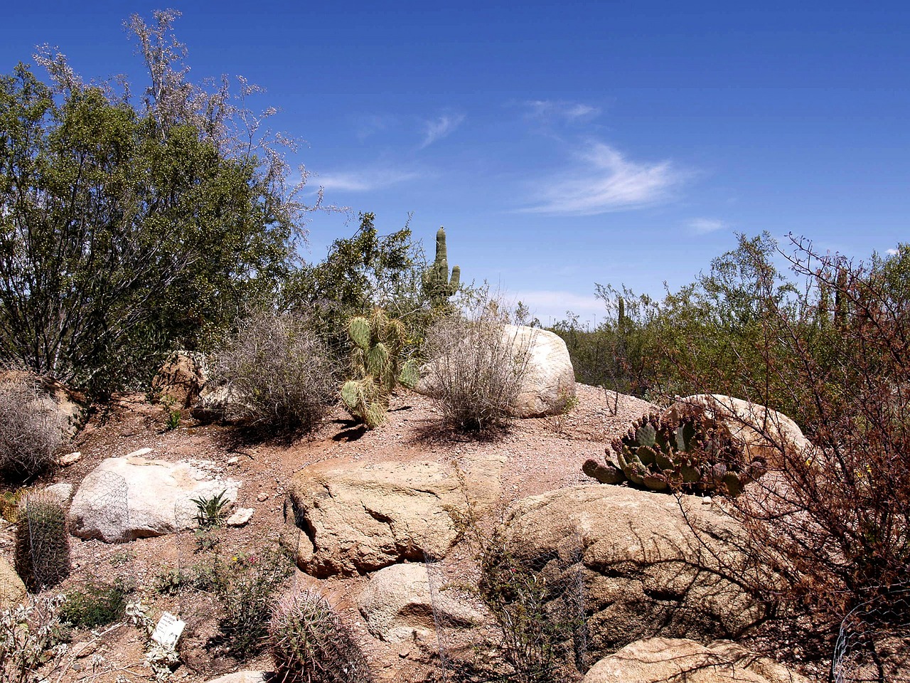 desert arizona cactus free photo