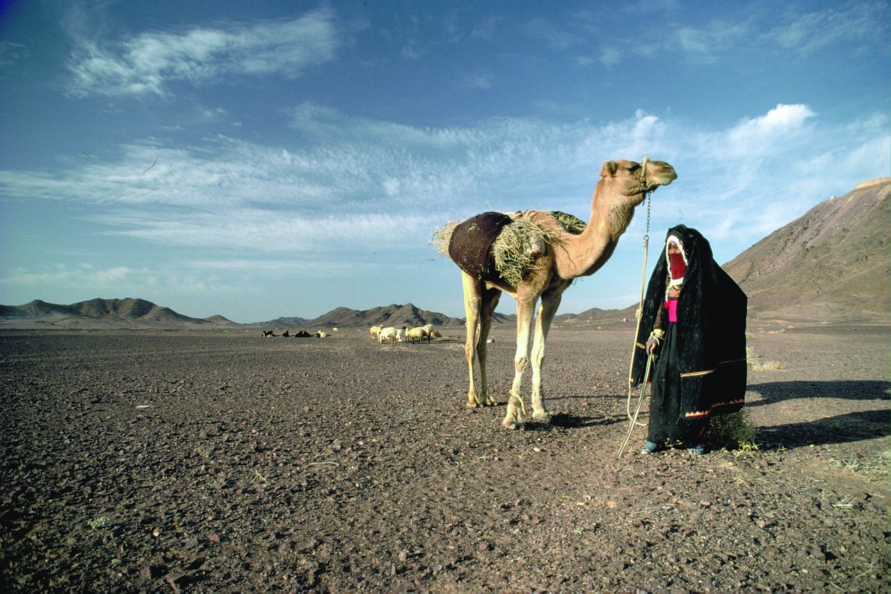 desert camel view free photo