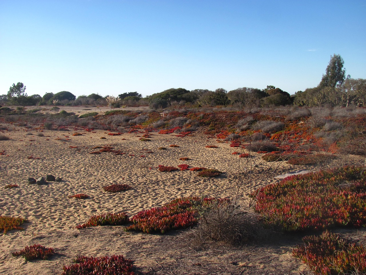 desert sky ice plant free photo