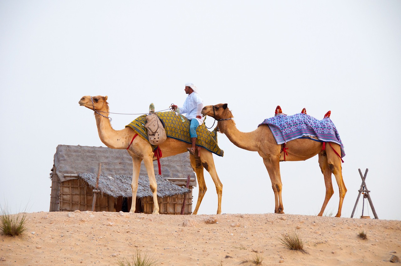 desert camels dubai free photo
