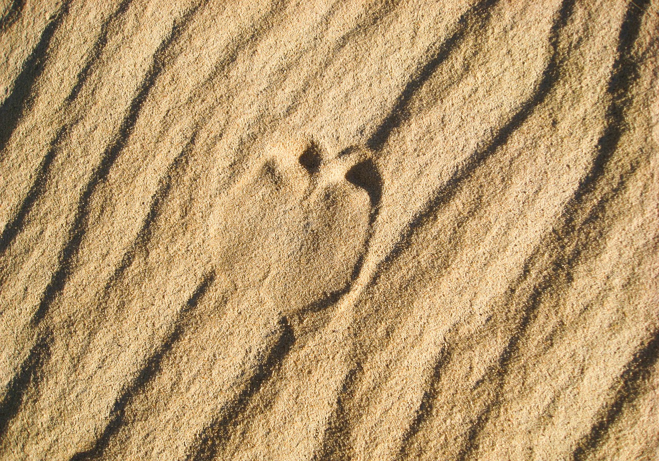 desert sand footprint free photo