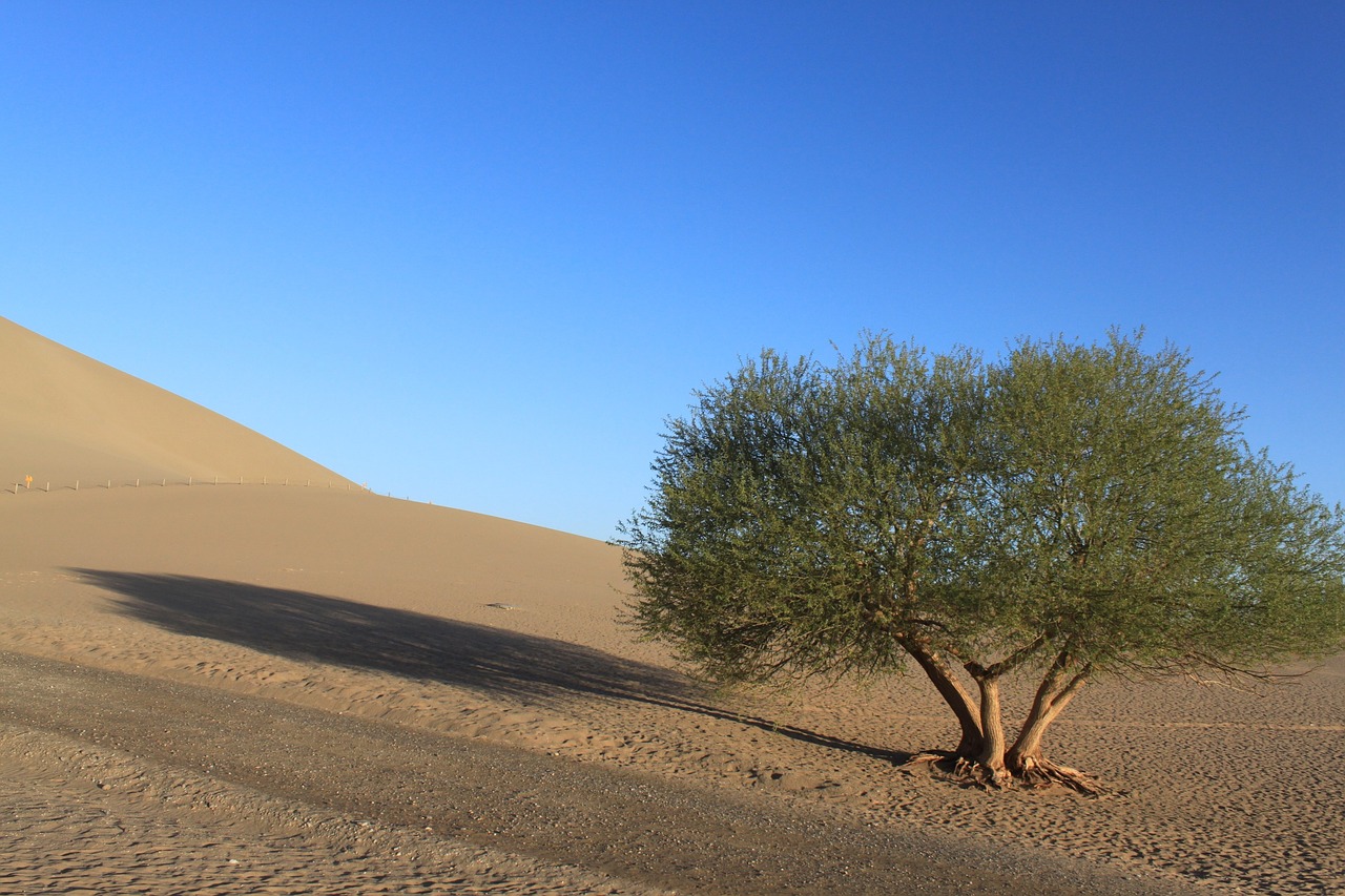 desert tree blue sky free photo