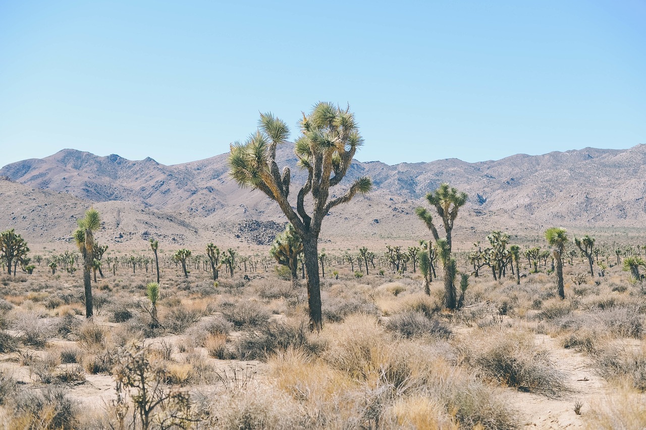 desert trees shrubs free photo