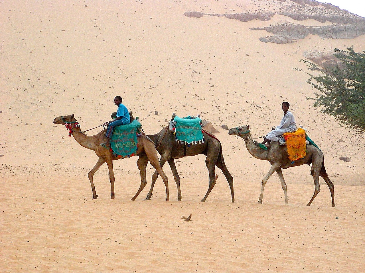desert camels desert ship free photo
