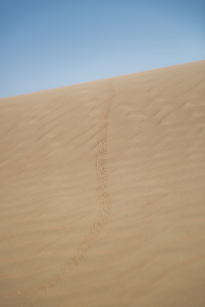 desert scorpion trails free photo