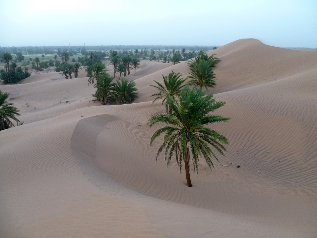 desert sand palm free photo