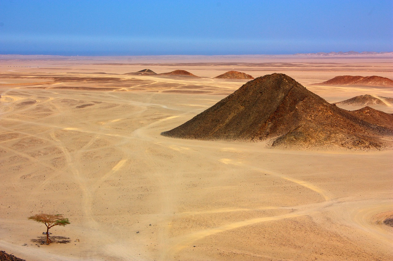 desert sand tree free photo