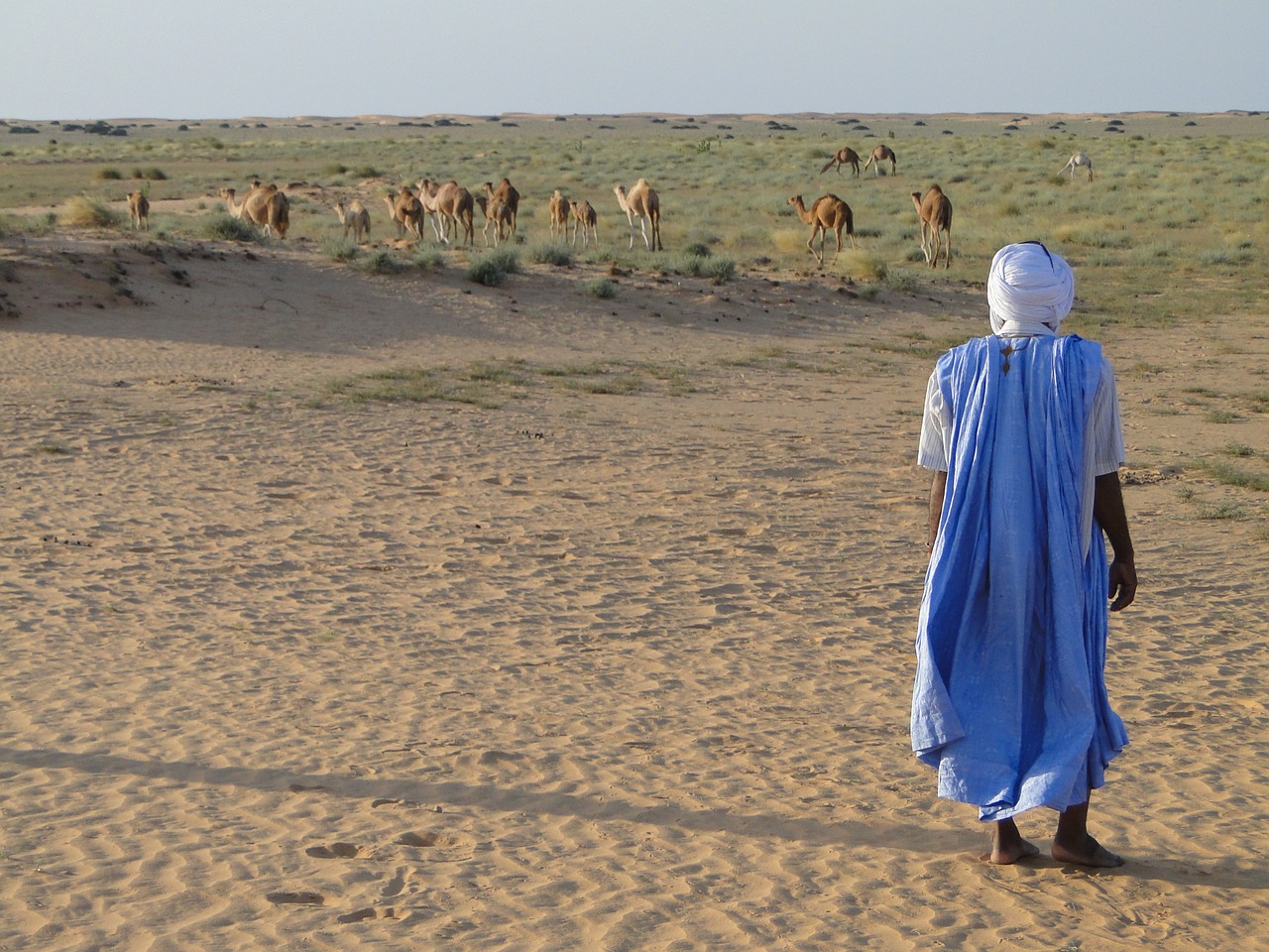 desert camels arab free photo