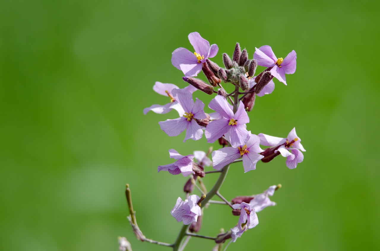 desert lavender flowers free photo