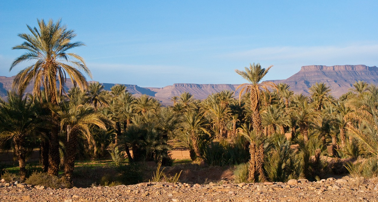 desert palms morocco free photo