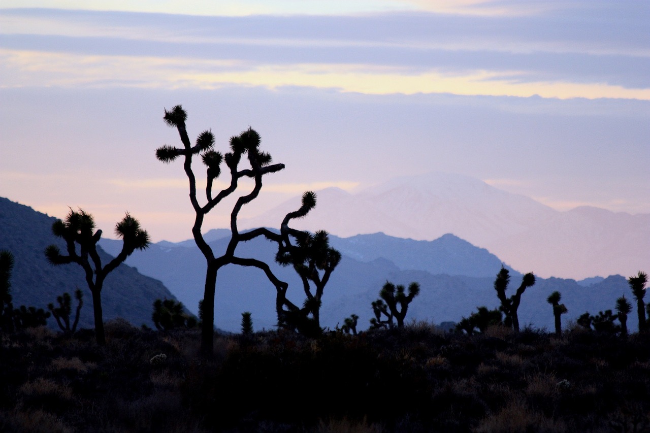 desert sunset trees free photo