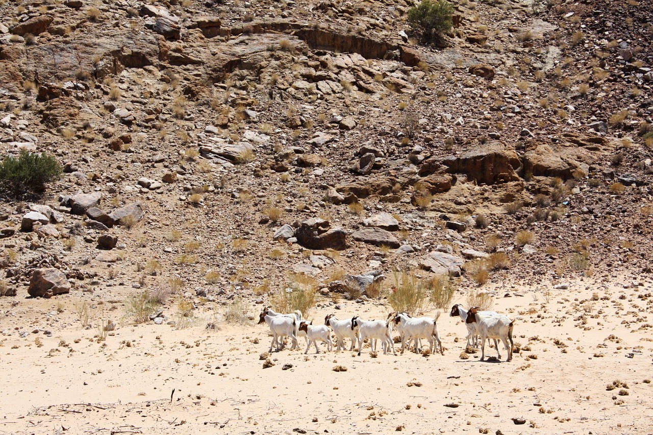 desert nature goats free photo