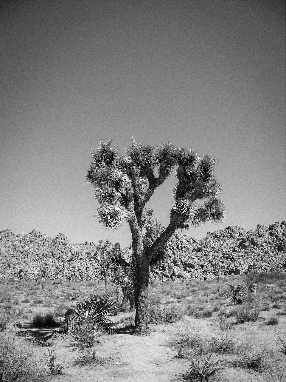 desert trees shrubs free photo