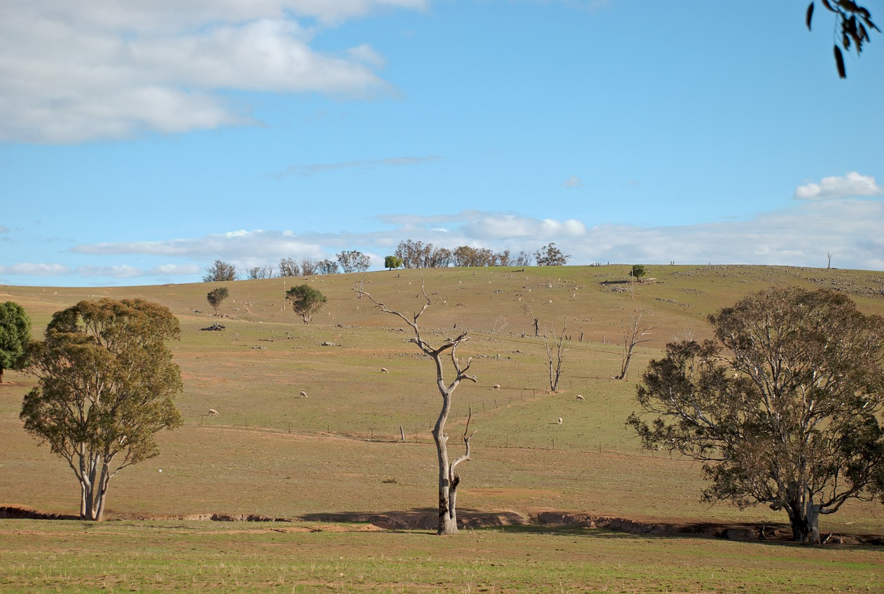 desert tree trees free photo