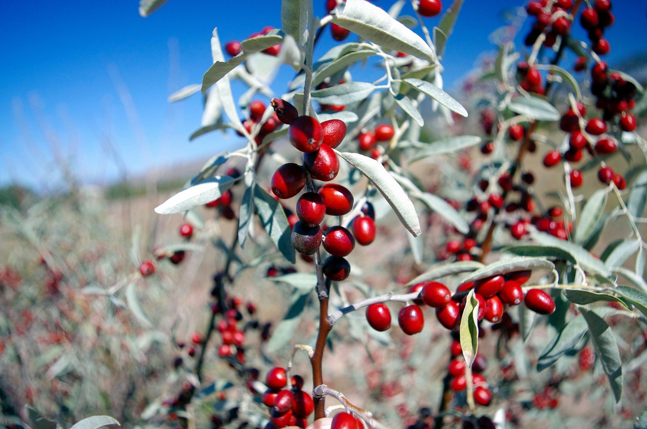 desert berry  red  new mexico free photo