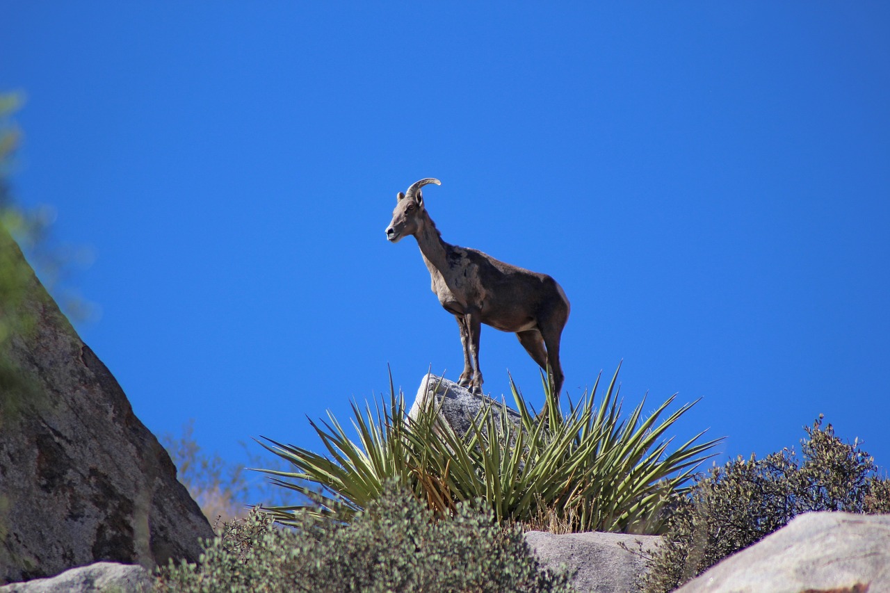 desert bighorn sheep wildlife free photo