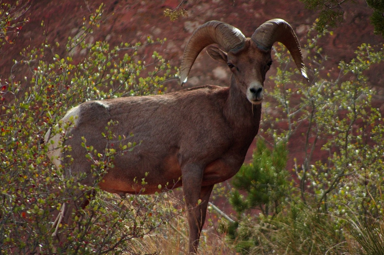 Download free photo of Desert bighorn ram, bighorn, sheep, colorado