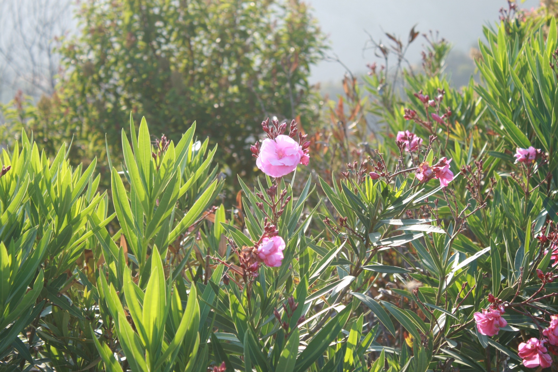 desert bloom pink free photo