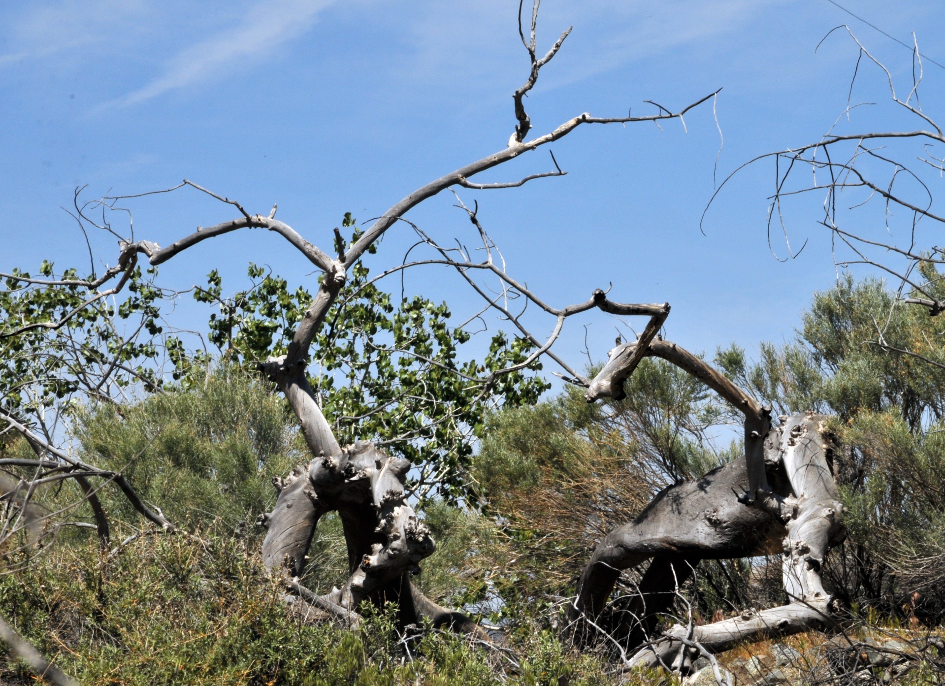 desert log logs free photo