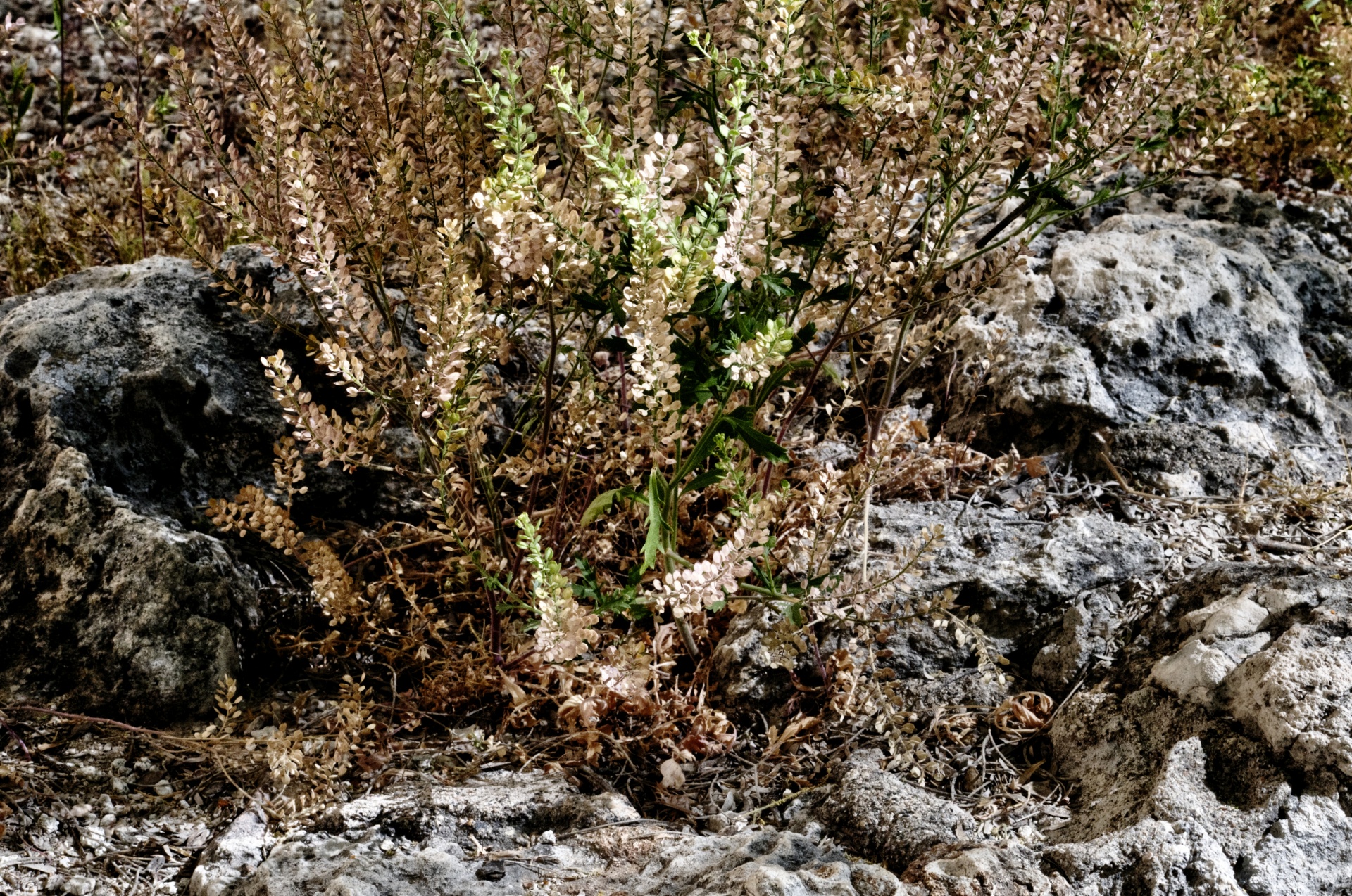 desert deserts cactus free photo