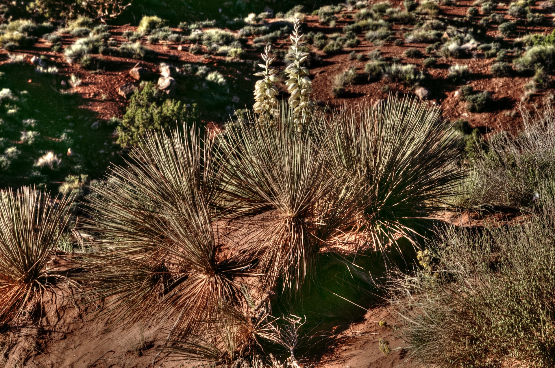 desert deserts cactus free photo