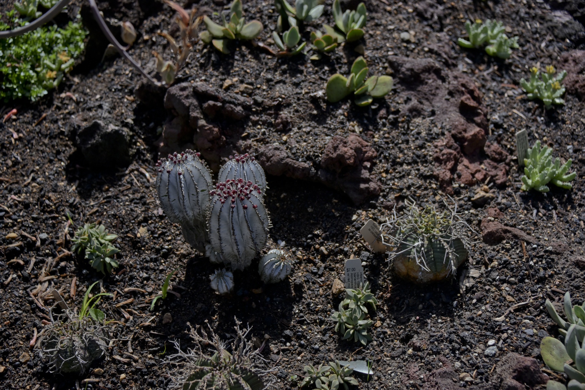 garden desert drought free photo