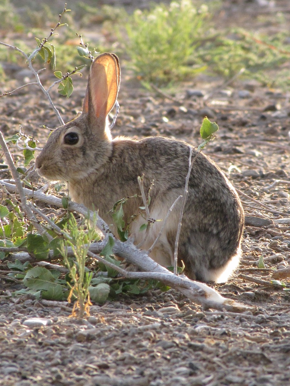 desert cottontail rabbit bunny free photo