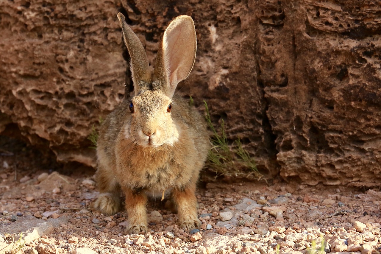 desert cottontail rabbit bunny free photo