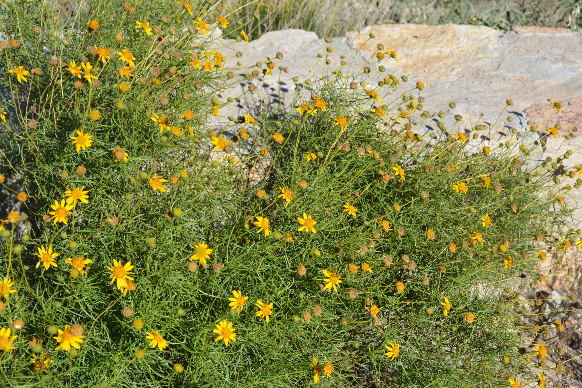 yellow flora floral free photo