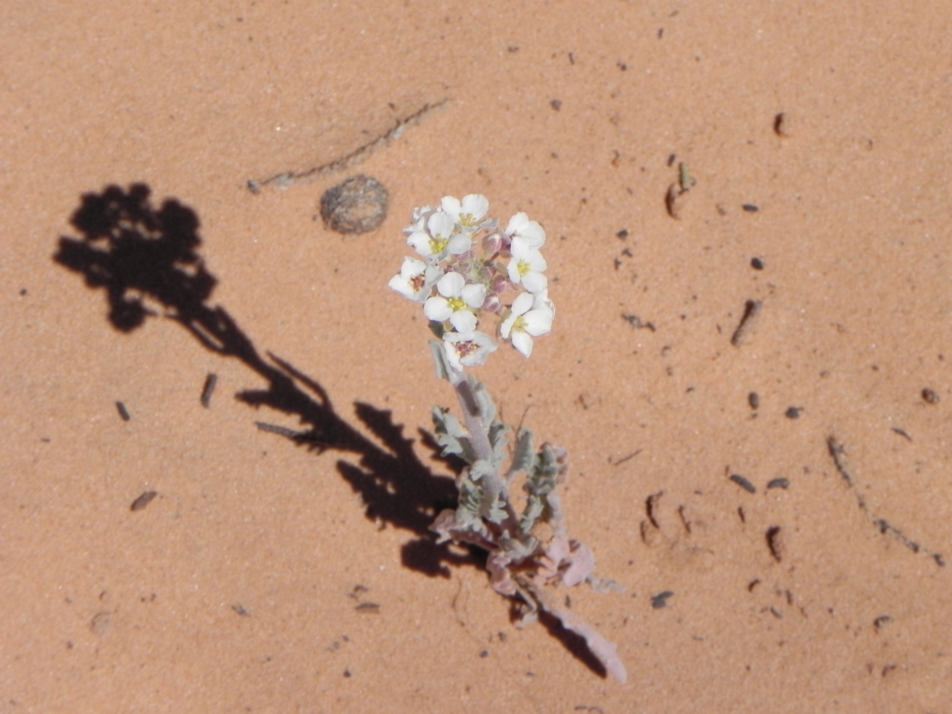 desert flower sand free photo