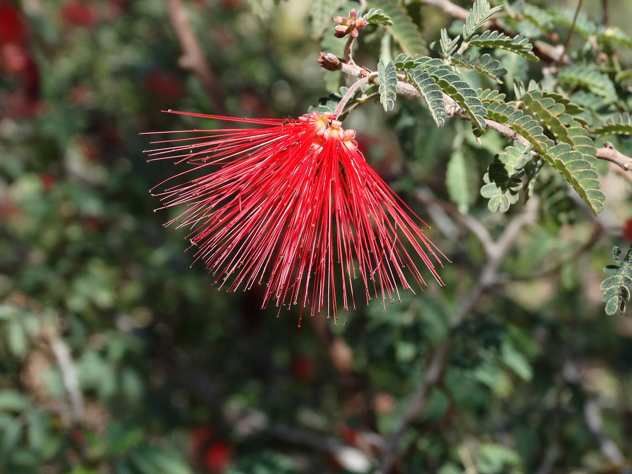 desert flower red plant free photo