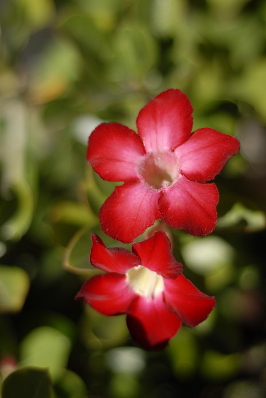 desert flower red regional free photo