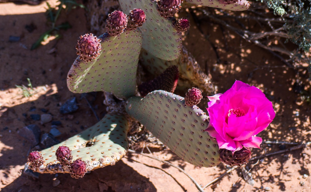 desert flower desert cactus free photo