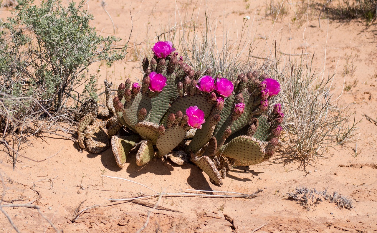 desert flower desert cactus free photo