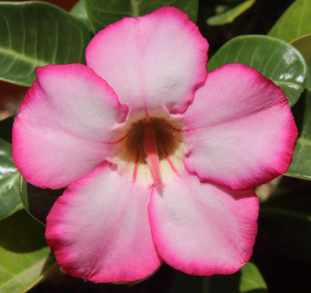 desert flower adenium flower free photo