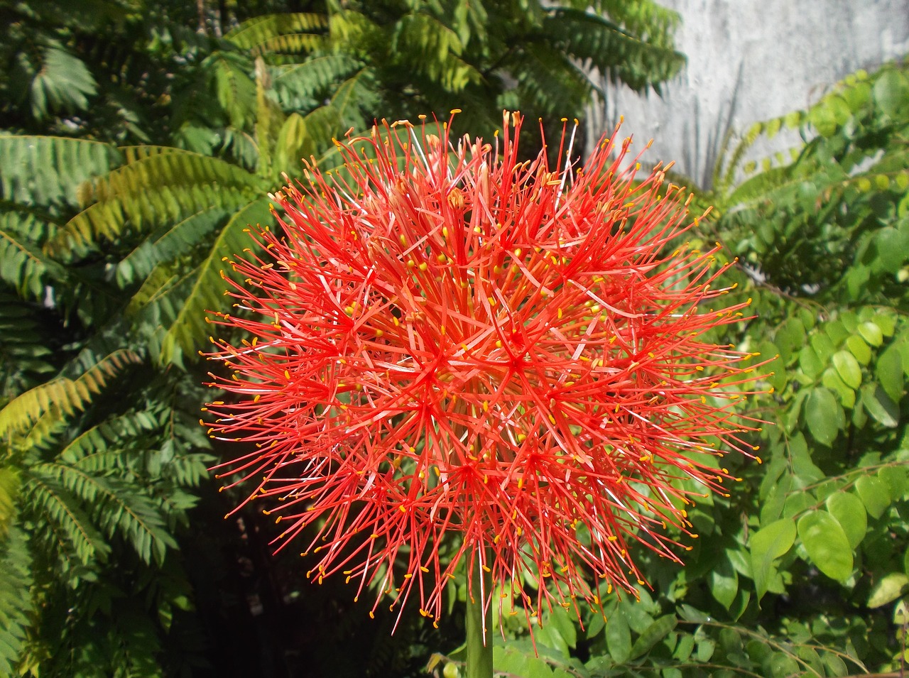 desert flower plant desert flower free pictures free photo