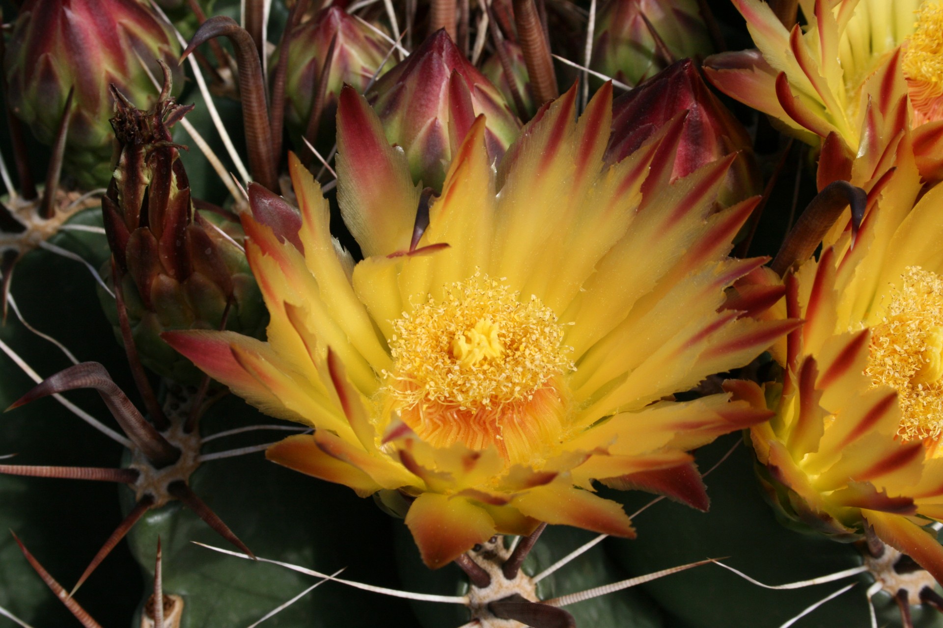 devils tongue barrel cactus flower free photo