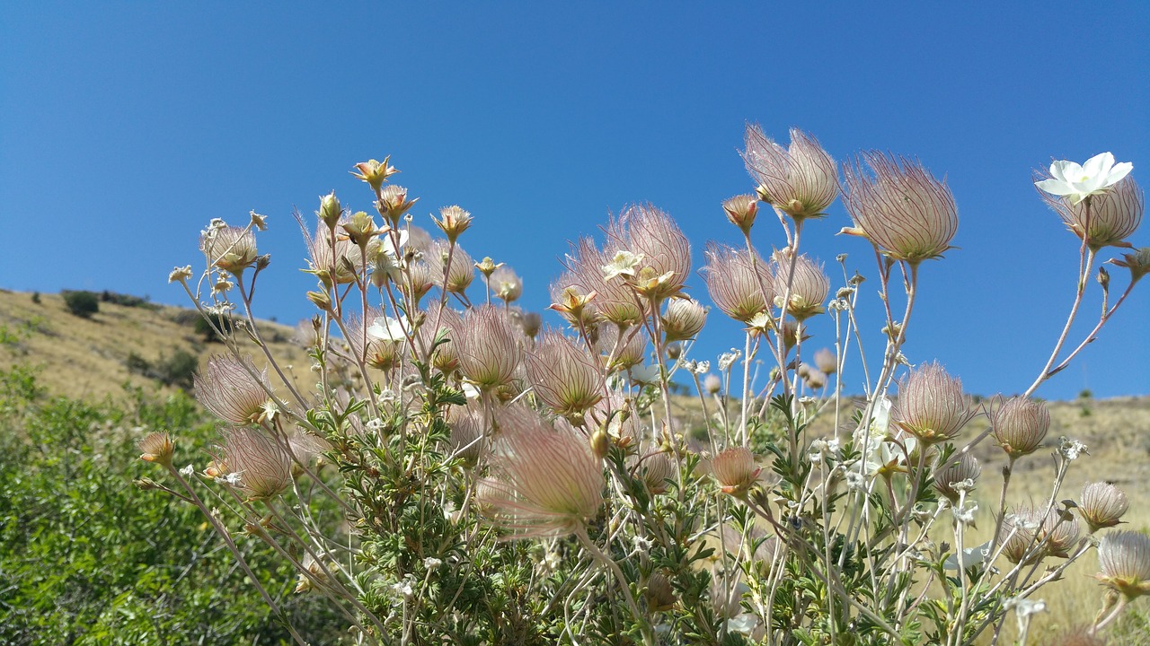 desert flowers new mexico landscape free photo