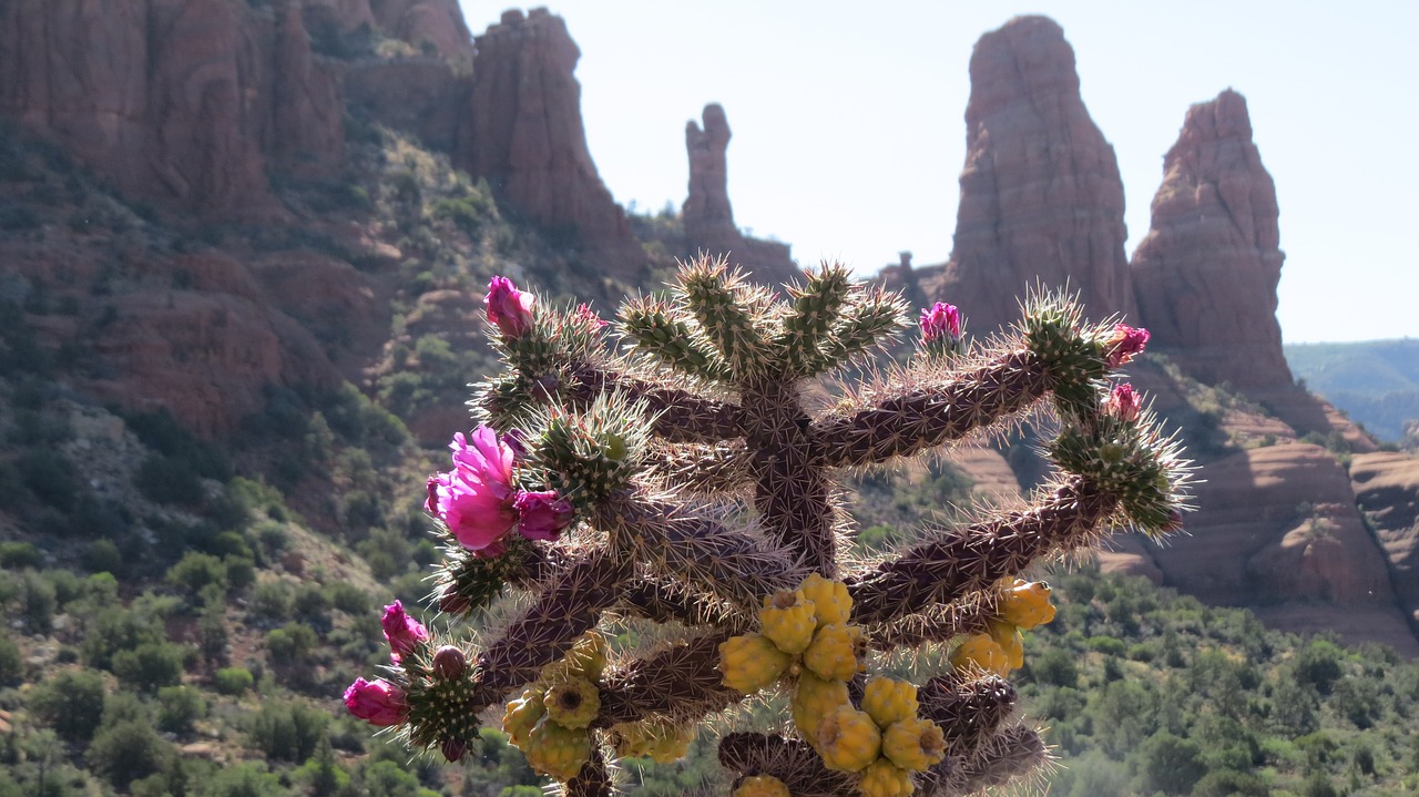 desert flowers rock formations landscape free photo