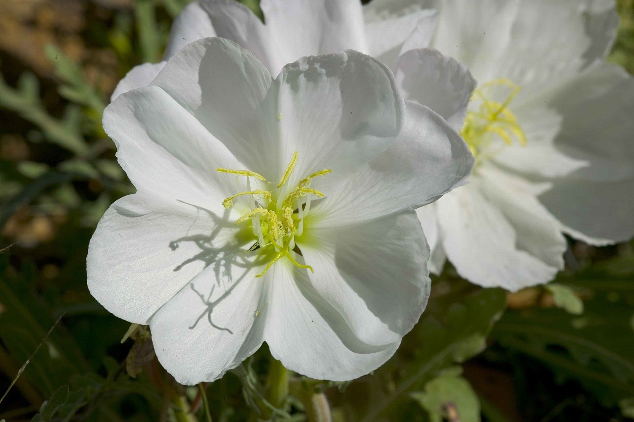 desert flowers white bloom free photo