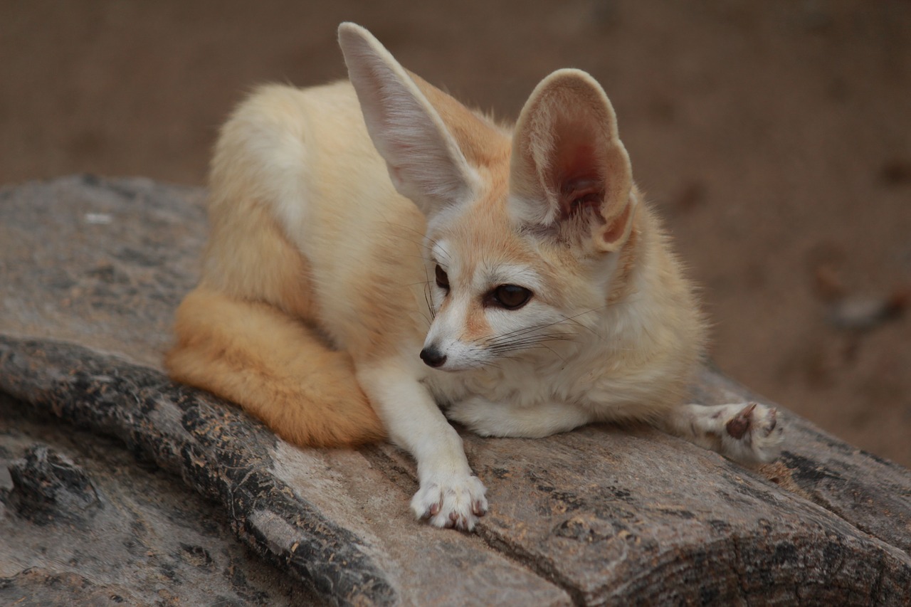 desert fox animal cute free photo