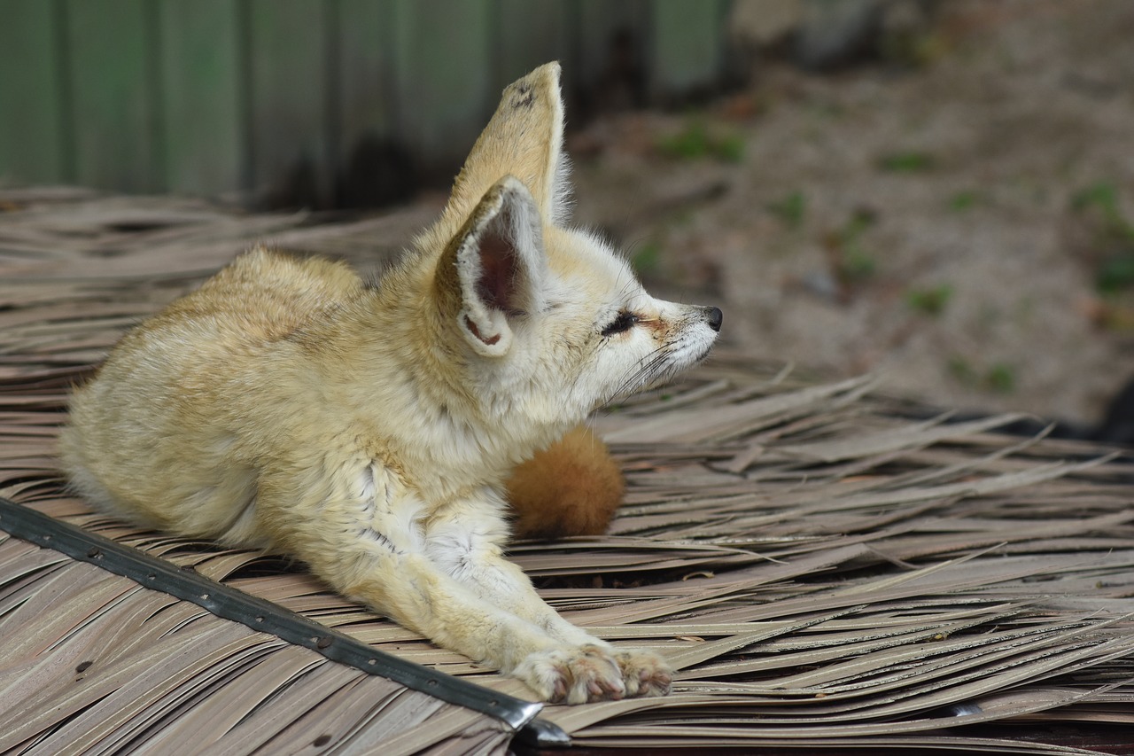 desert fox  zoo  animal free photo