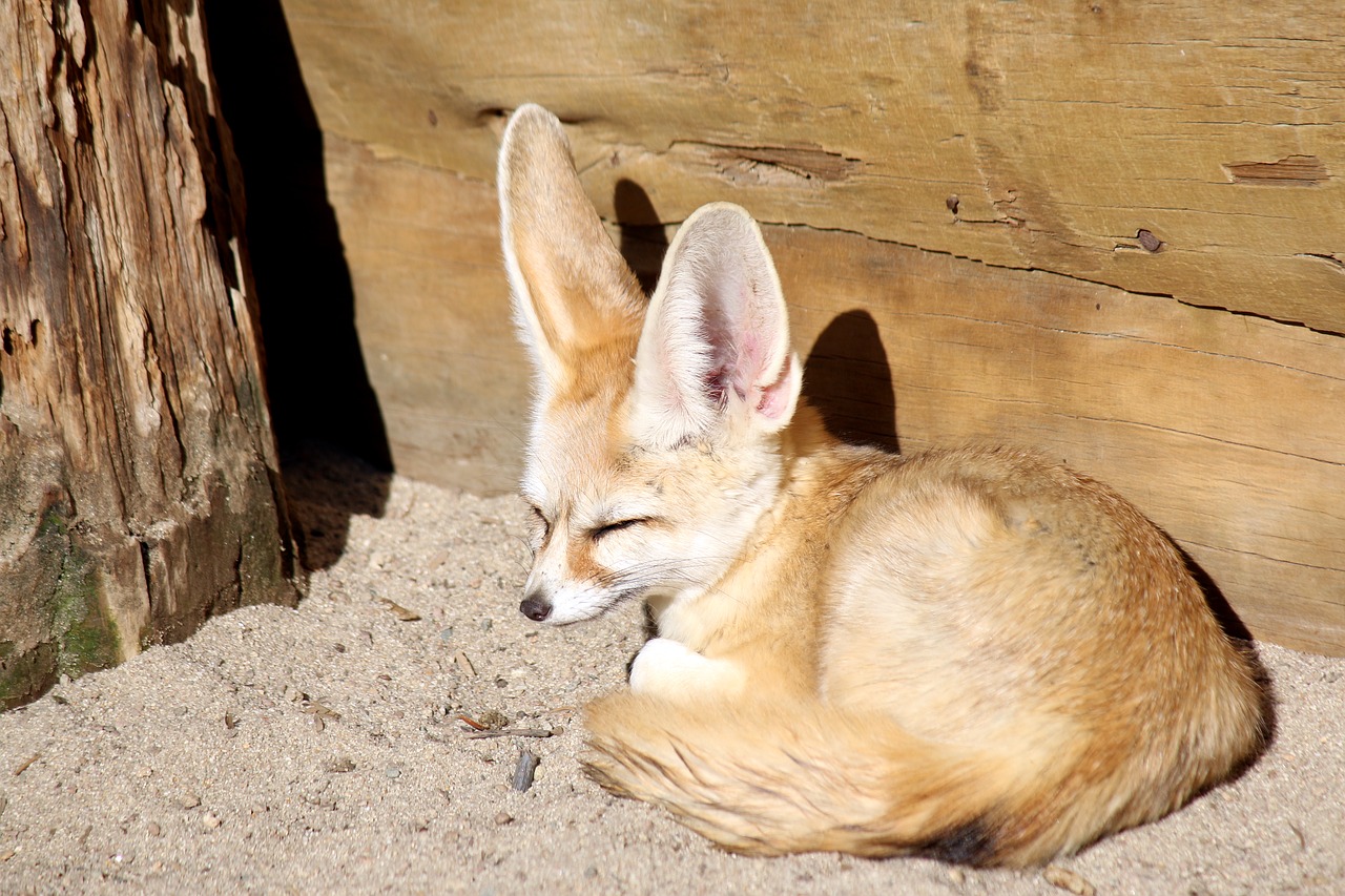desert fox  fox  zoo free photo
