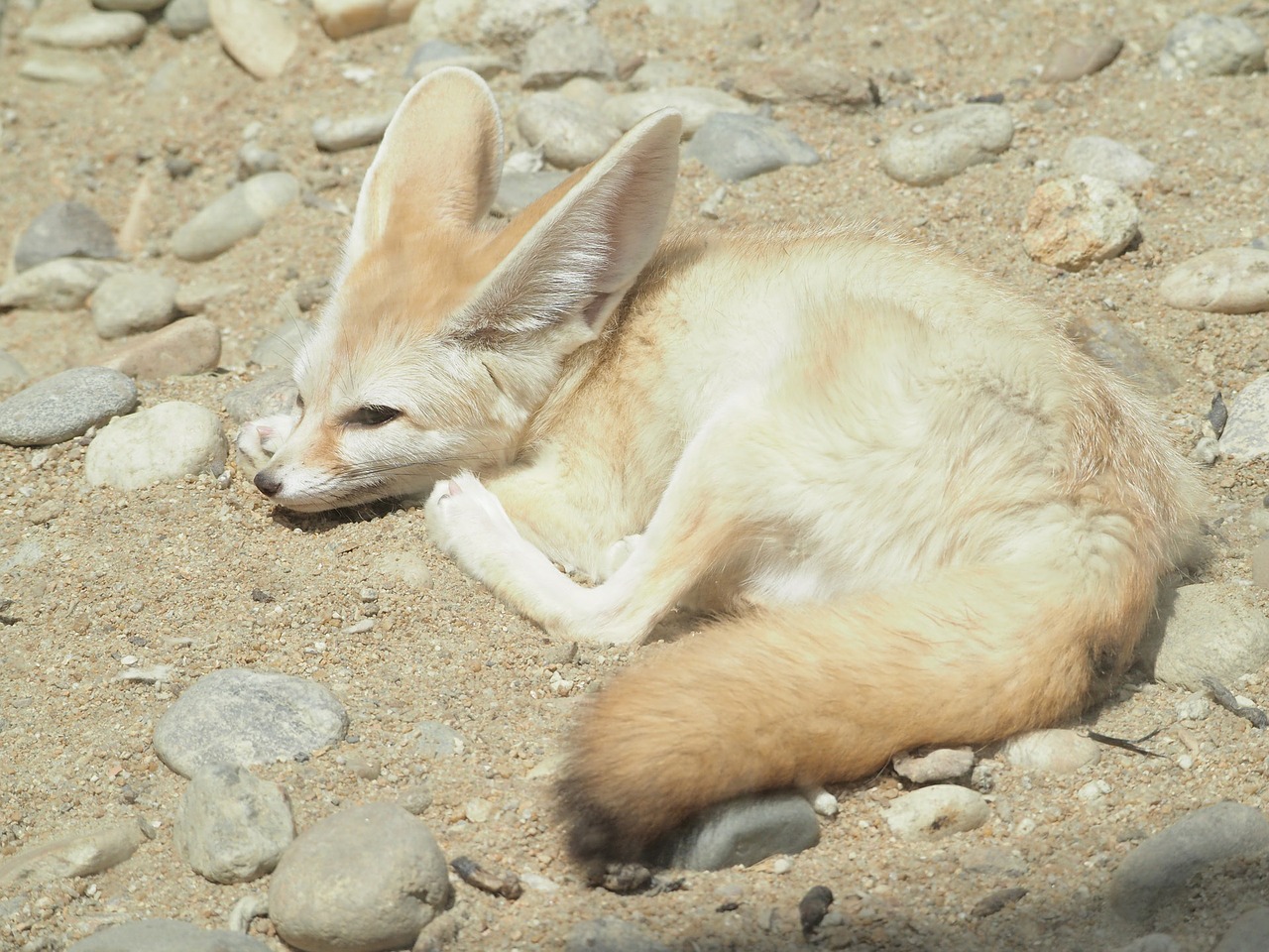 desert fox zoo desert free photo