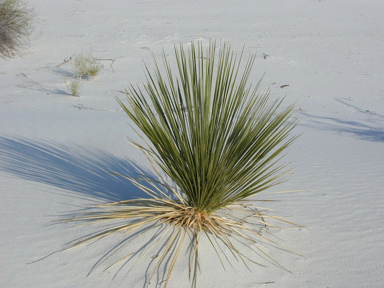 desert grass white sands plant free photo