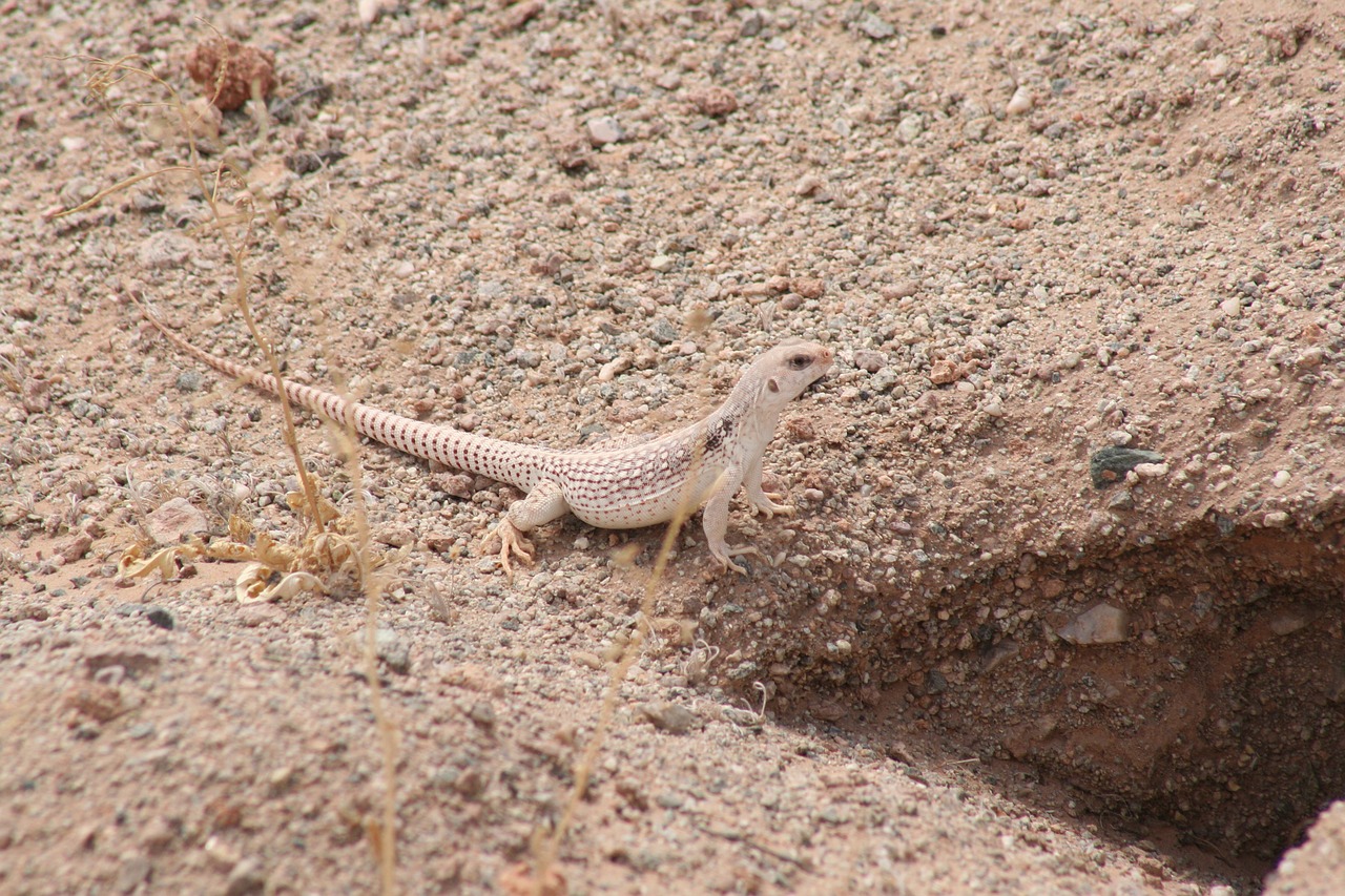 desert iguana  iguana  lizard free photo