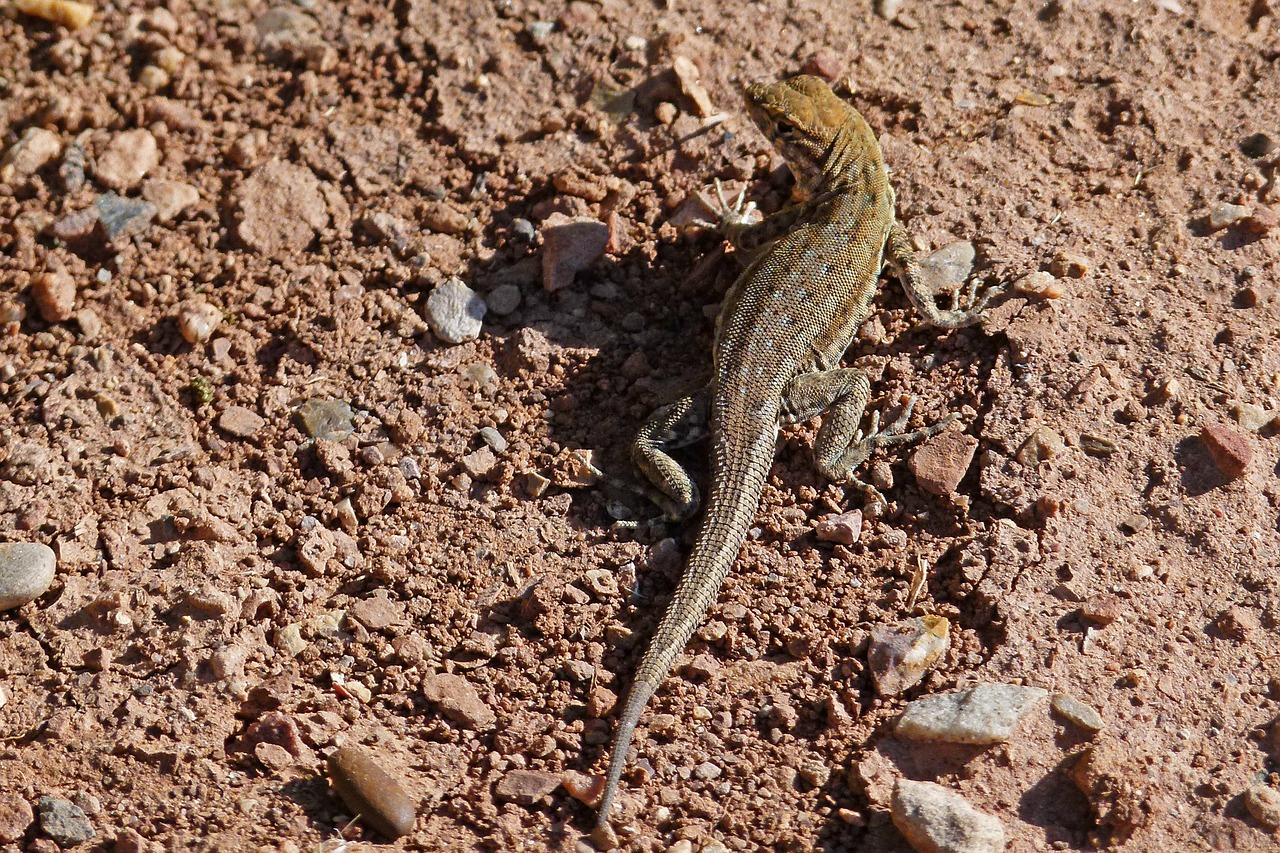 desert iguana lizard wild life free photo