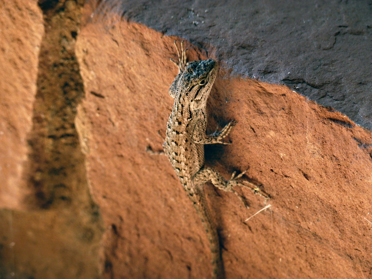 desert iguana lizard animal free photo