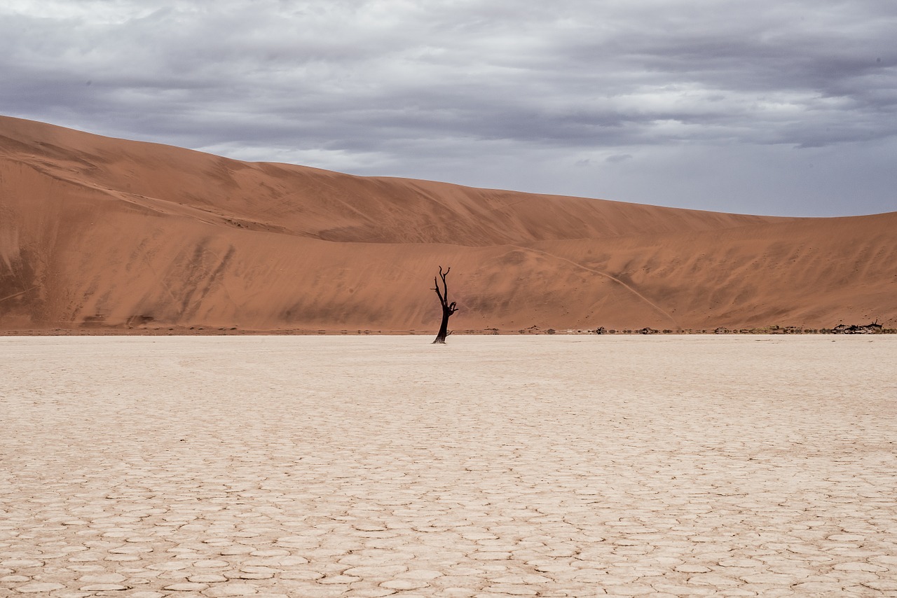 desert landscape cactus desert free photo